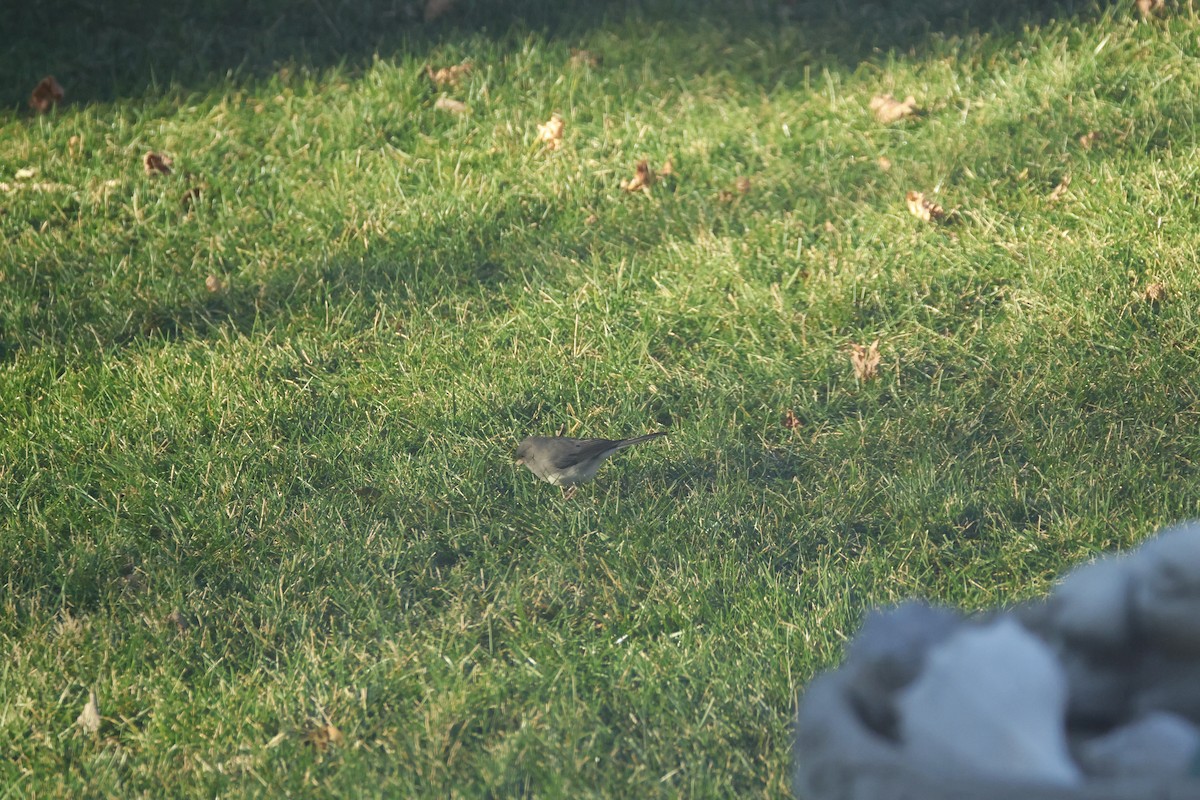 Winterammer - ML646722549