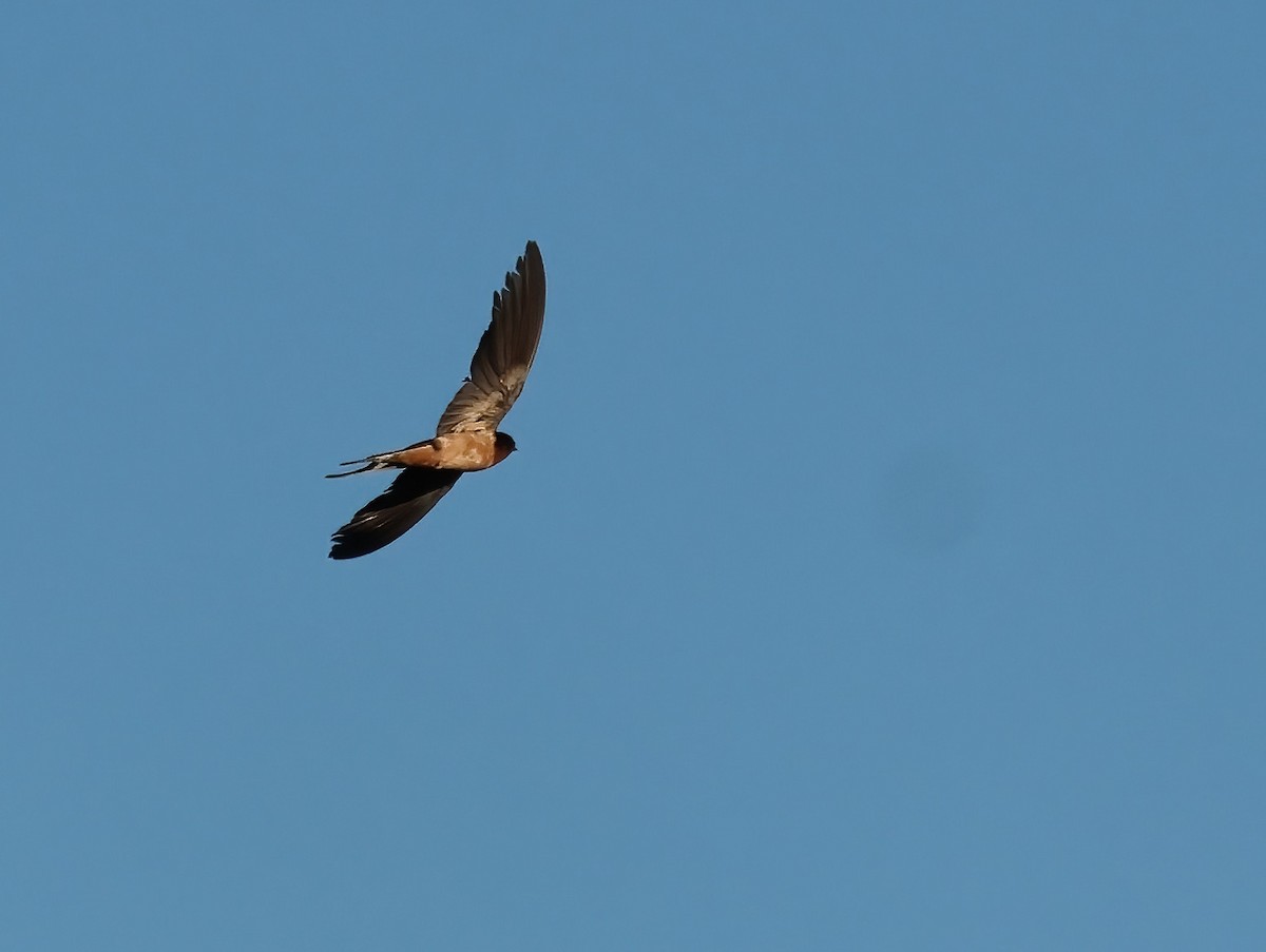 Barn Swallow - ML646722550