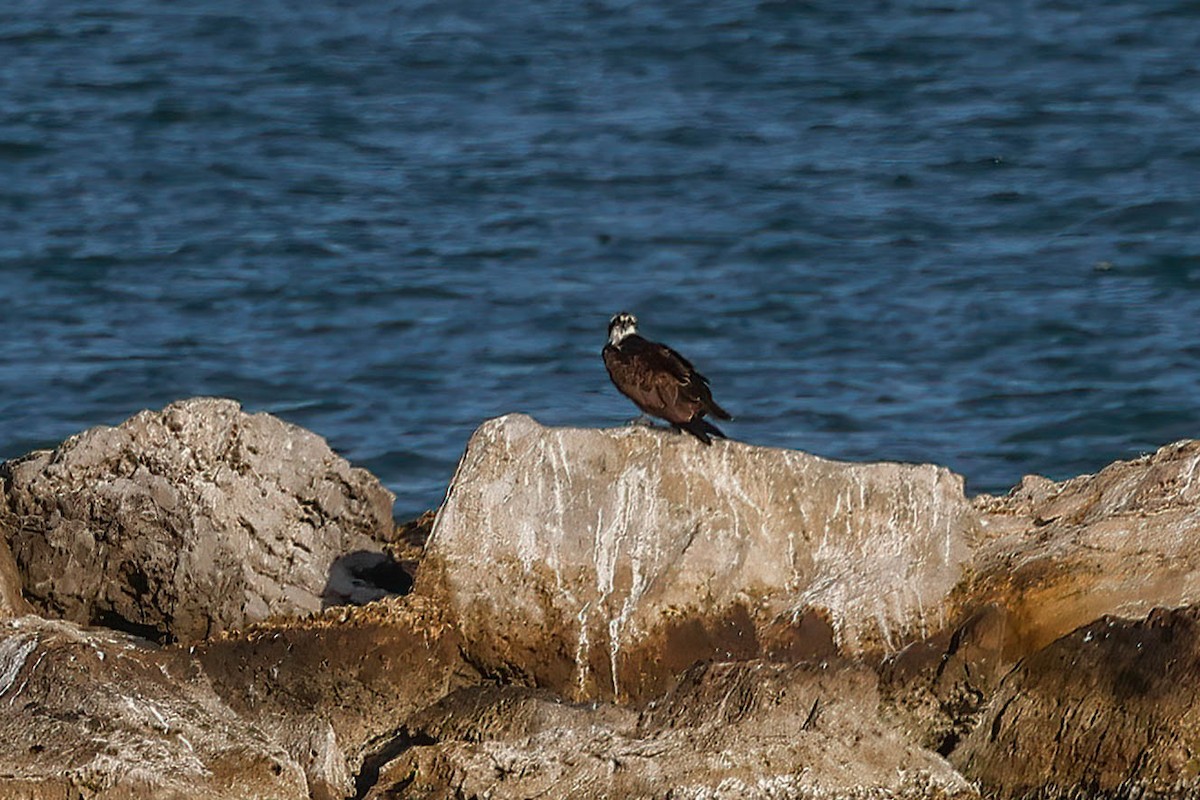 Osprey - ML646722553