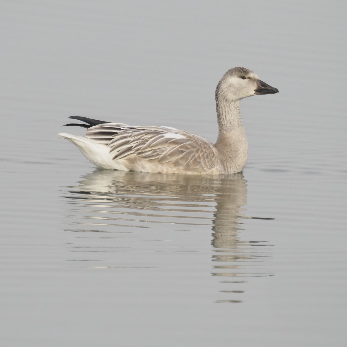 Snow Goose - ML646722554