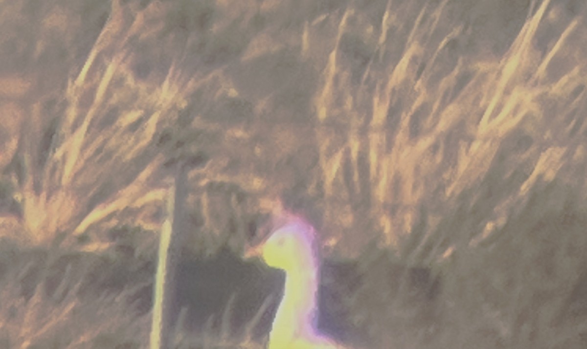 Snow Goose - ML646722558