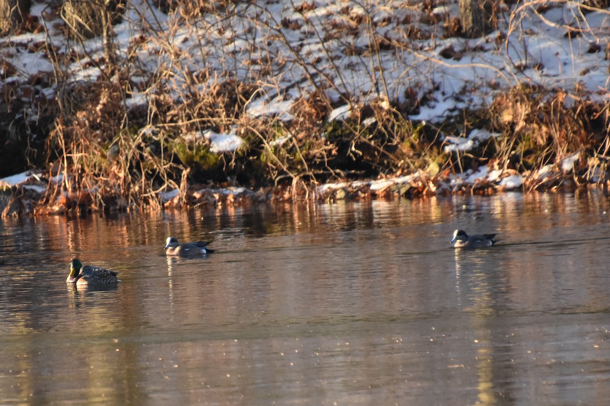 葡萄胸鴨 - ML646722560