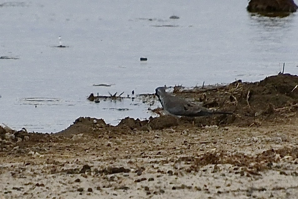 Kaptäubchen - ML646722561