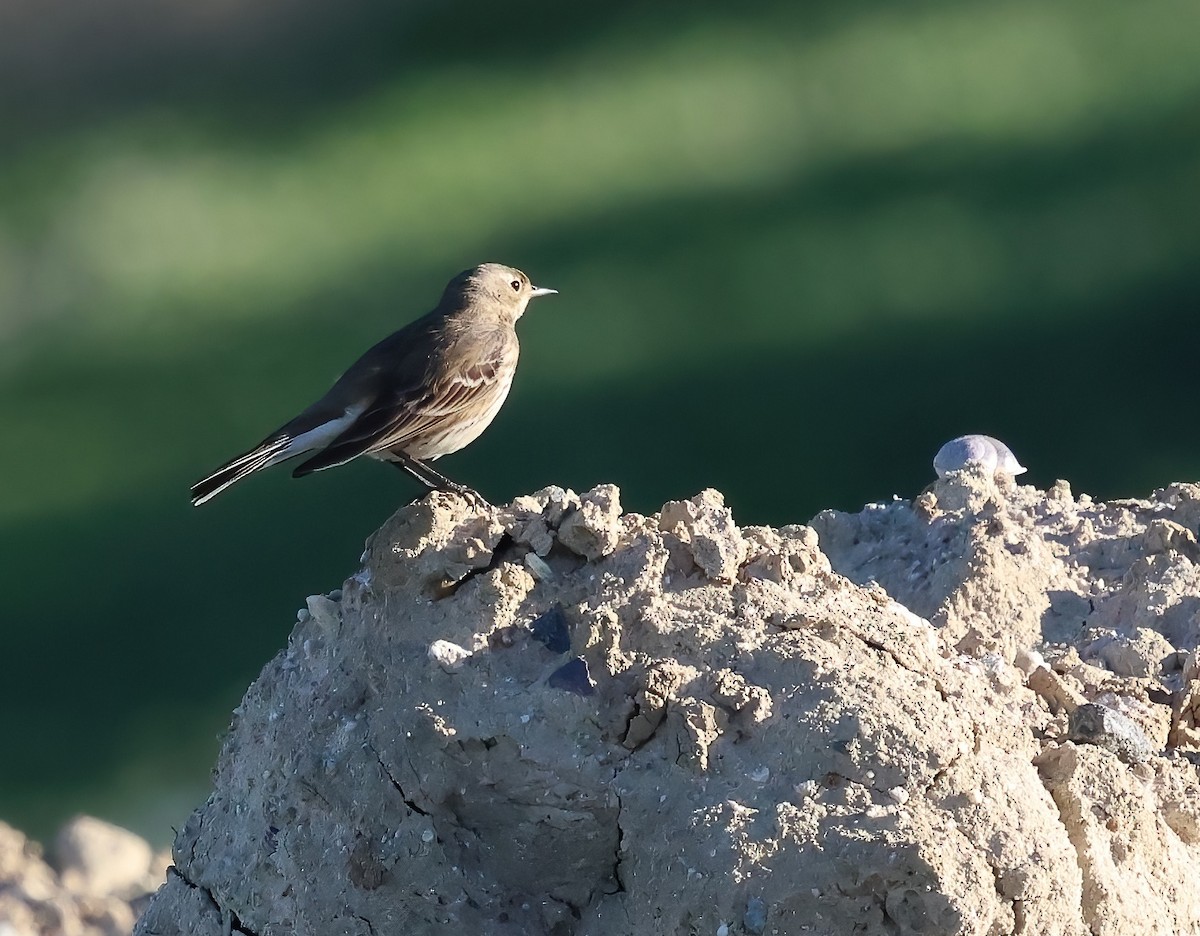 American Pipit - ML646722562