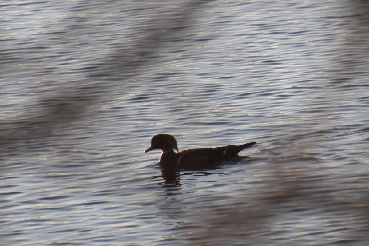 Wood Duck - ML646722564