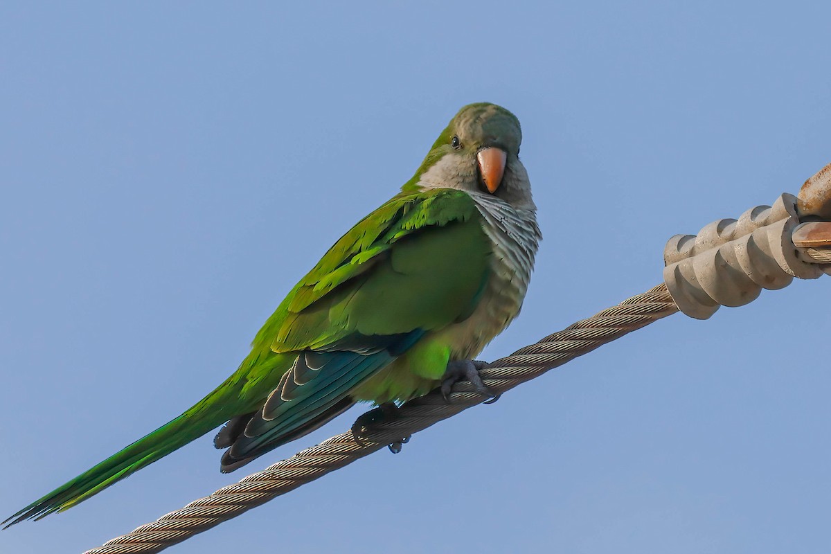 Monk Parakeet - ML646722565