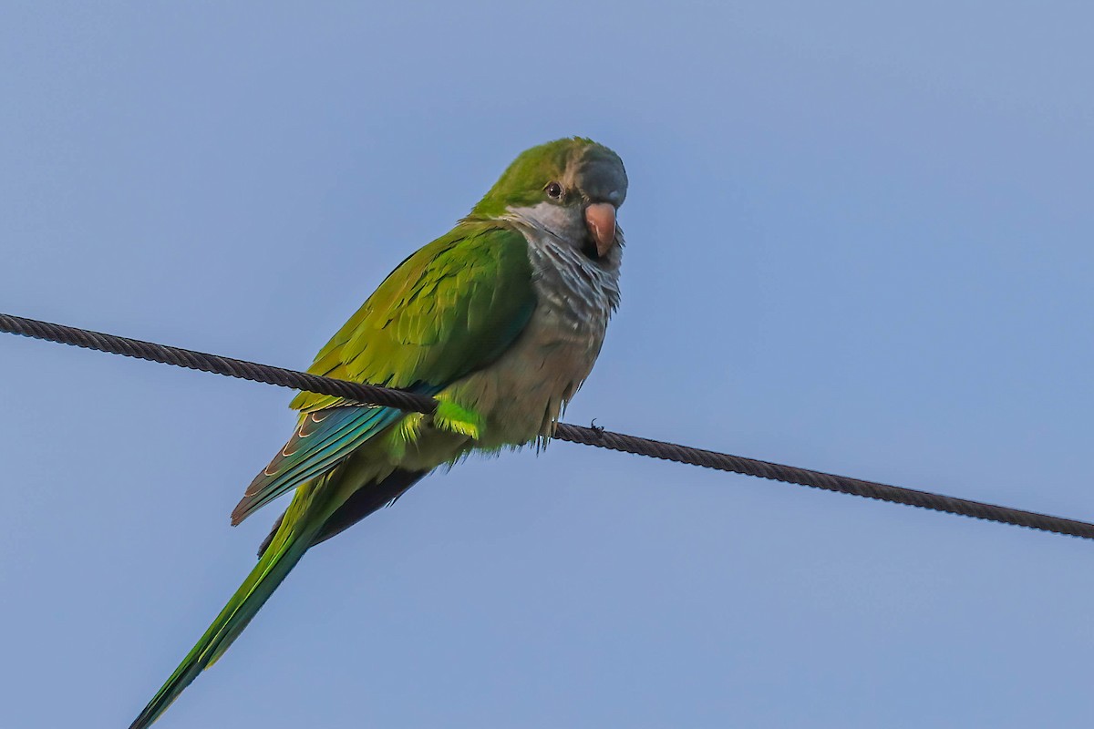 Monk Parakeet - ML646722567