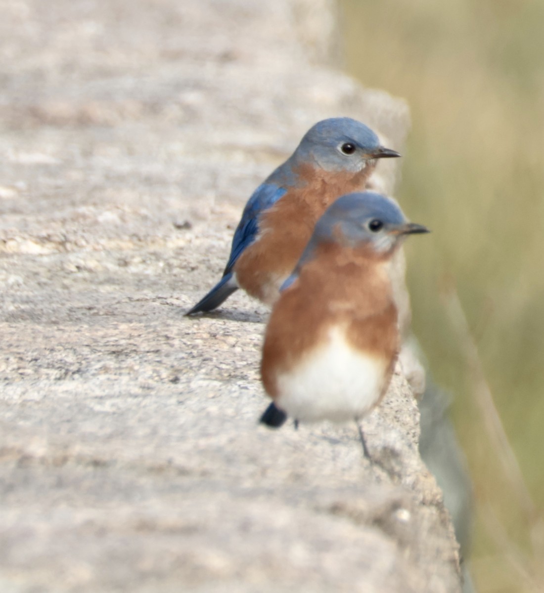 Eastern Bluebird - ML646722568