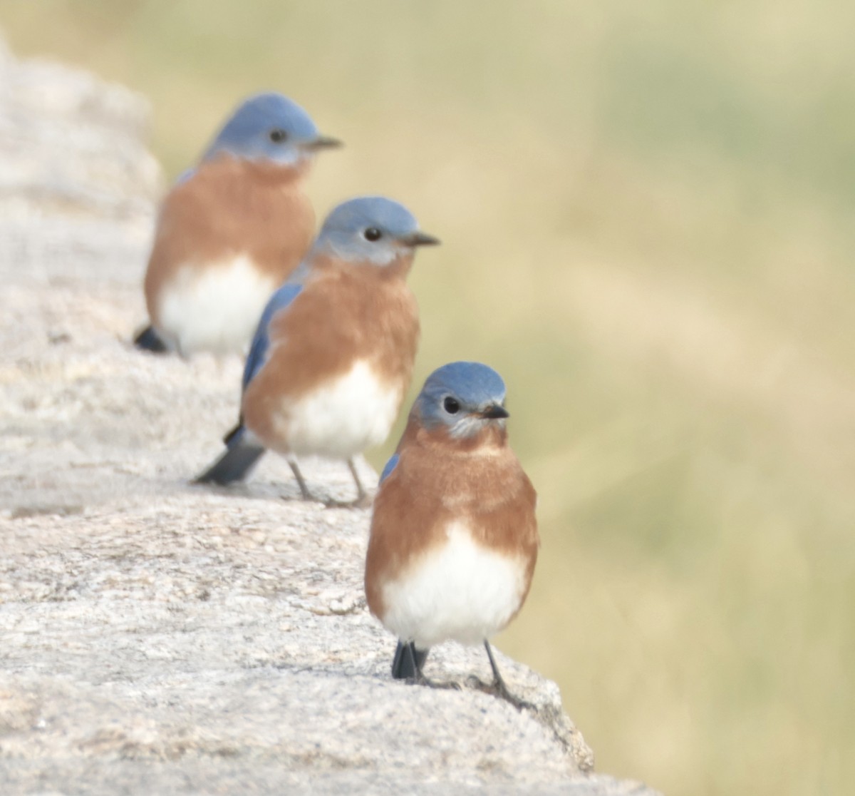 Eastern Bluebird - ML646722569