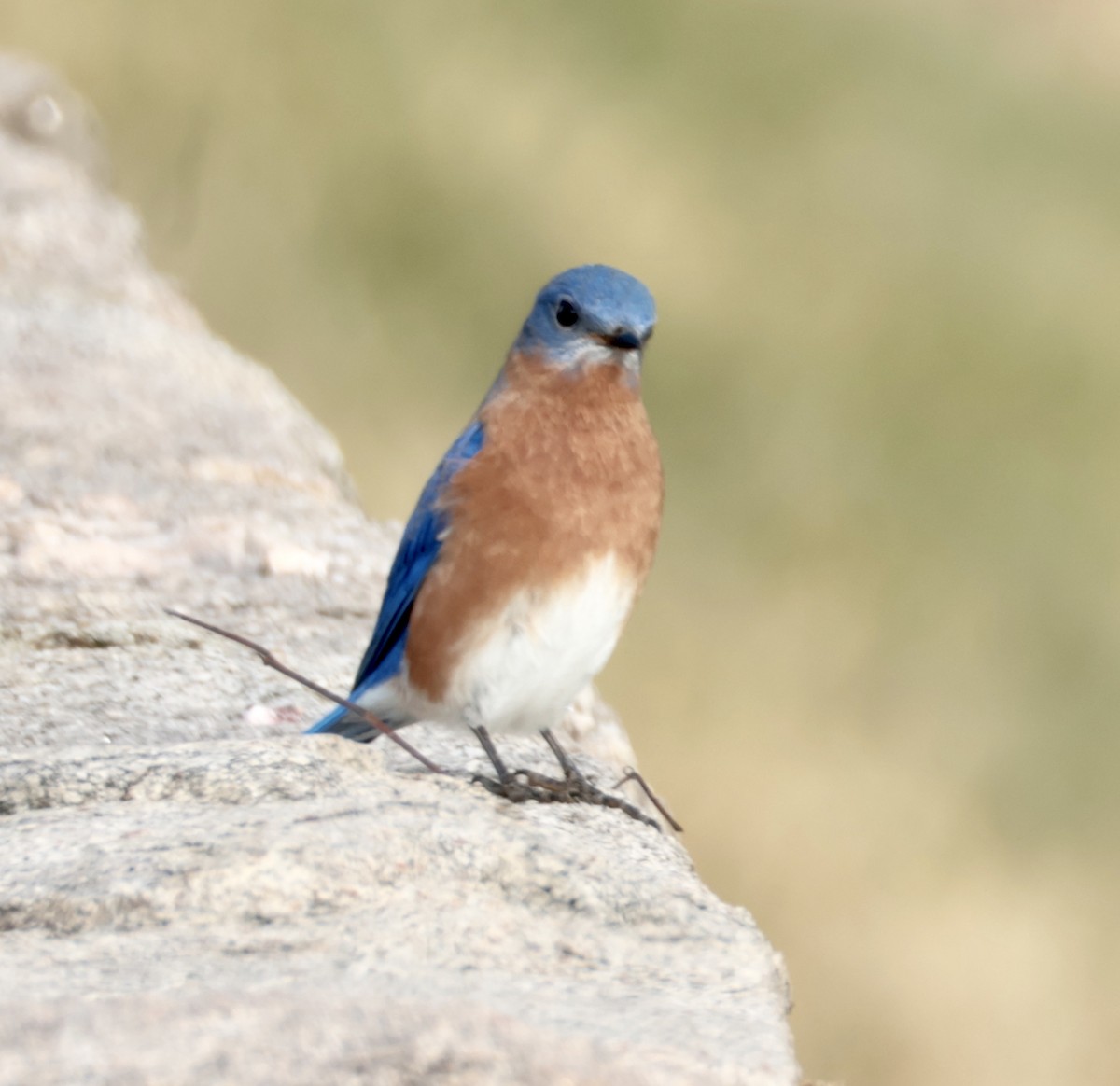 Eastern Bluebird - ML646722570