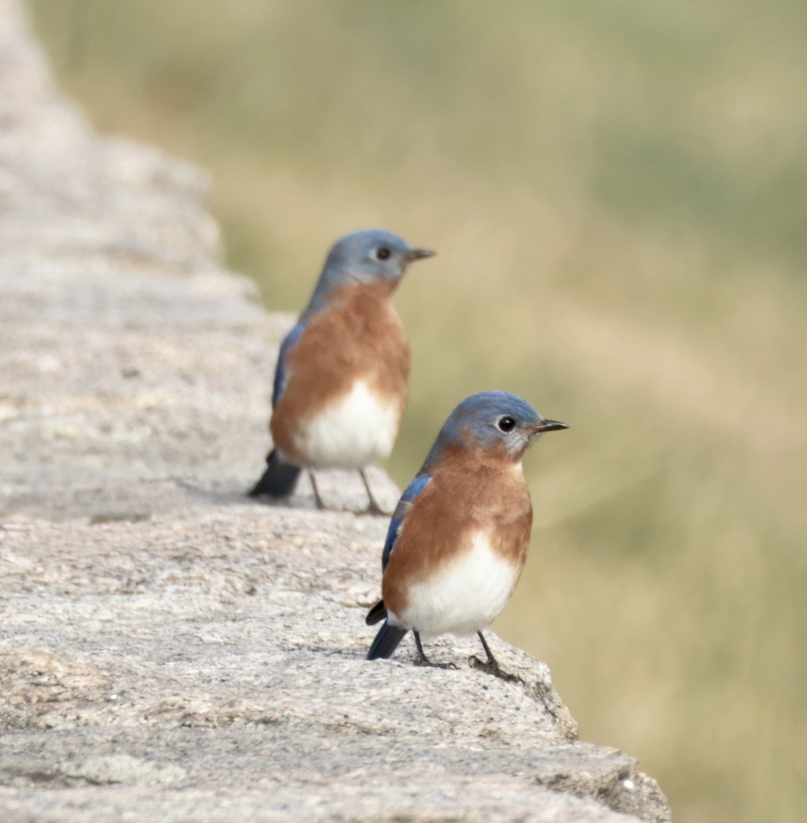 Eastern Bluebird - ML646722571