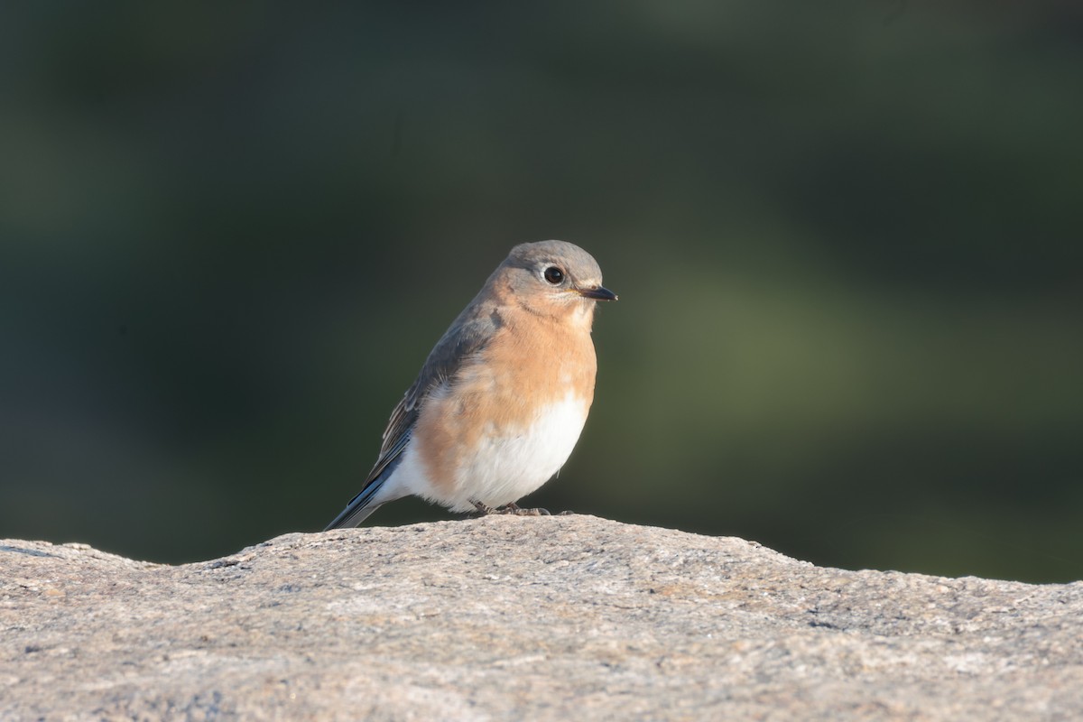 Восточная сиалия - ML646722572