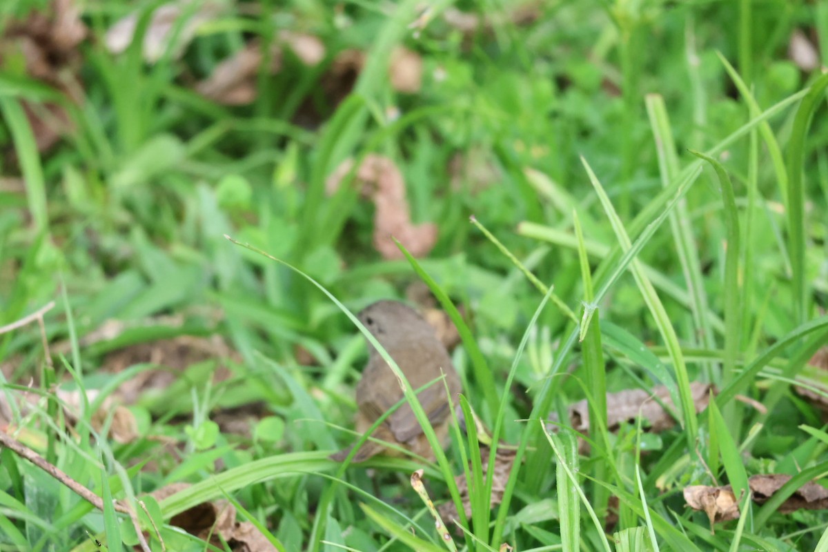 Dull-colored Grassquit - ML646722573