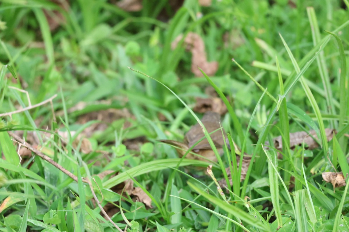Dull-colored Grassquit - ML646722574