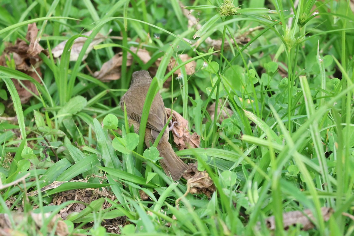 Dull-colored Grassquit - ML646722575