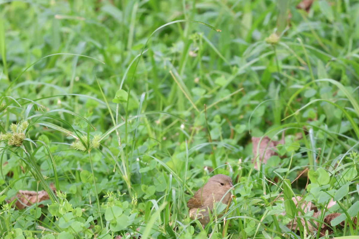 Dull-colored Grassquit - ML646722577