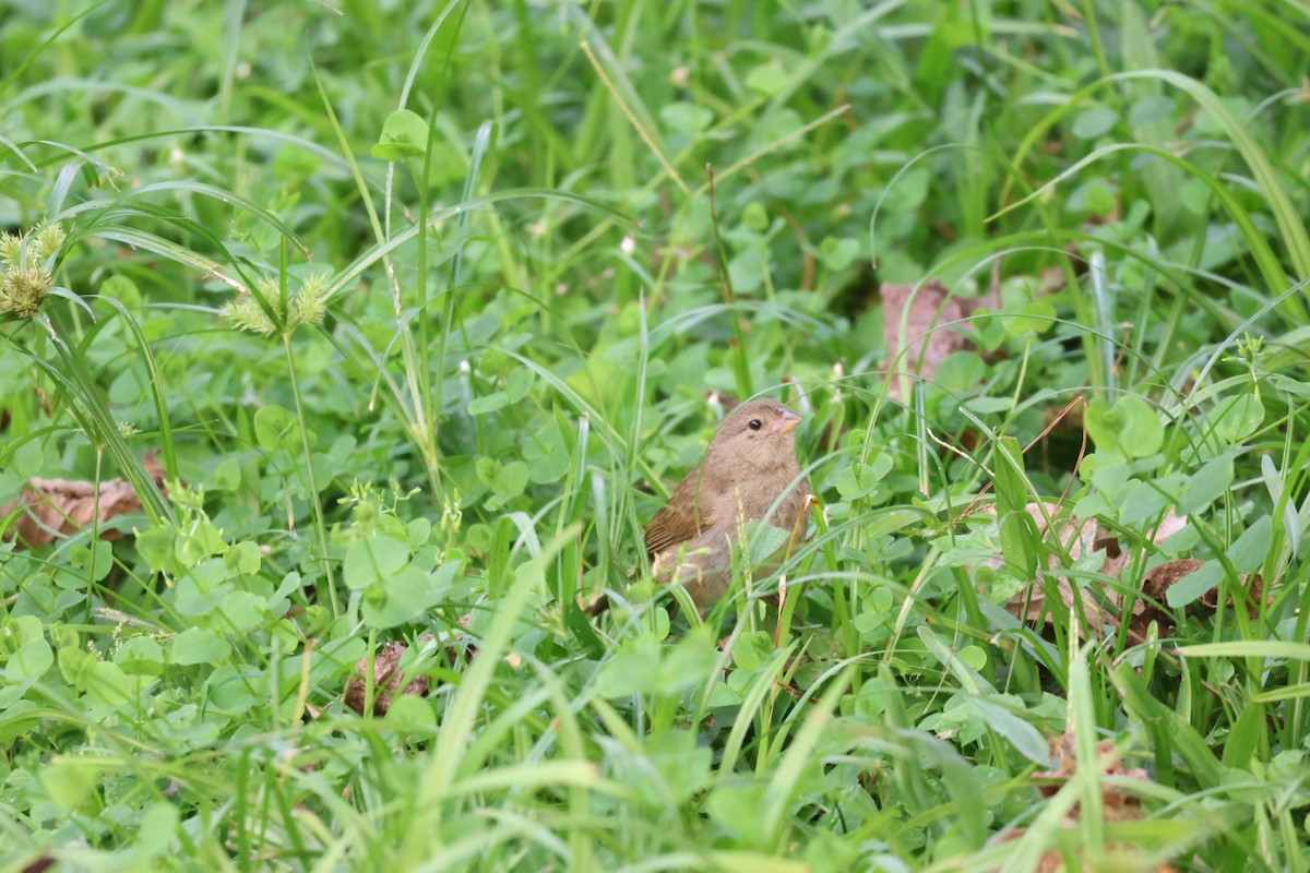 Dull-colored Grassquit - ML646722578