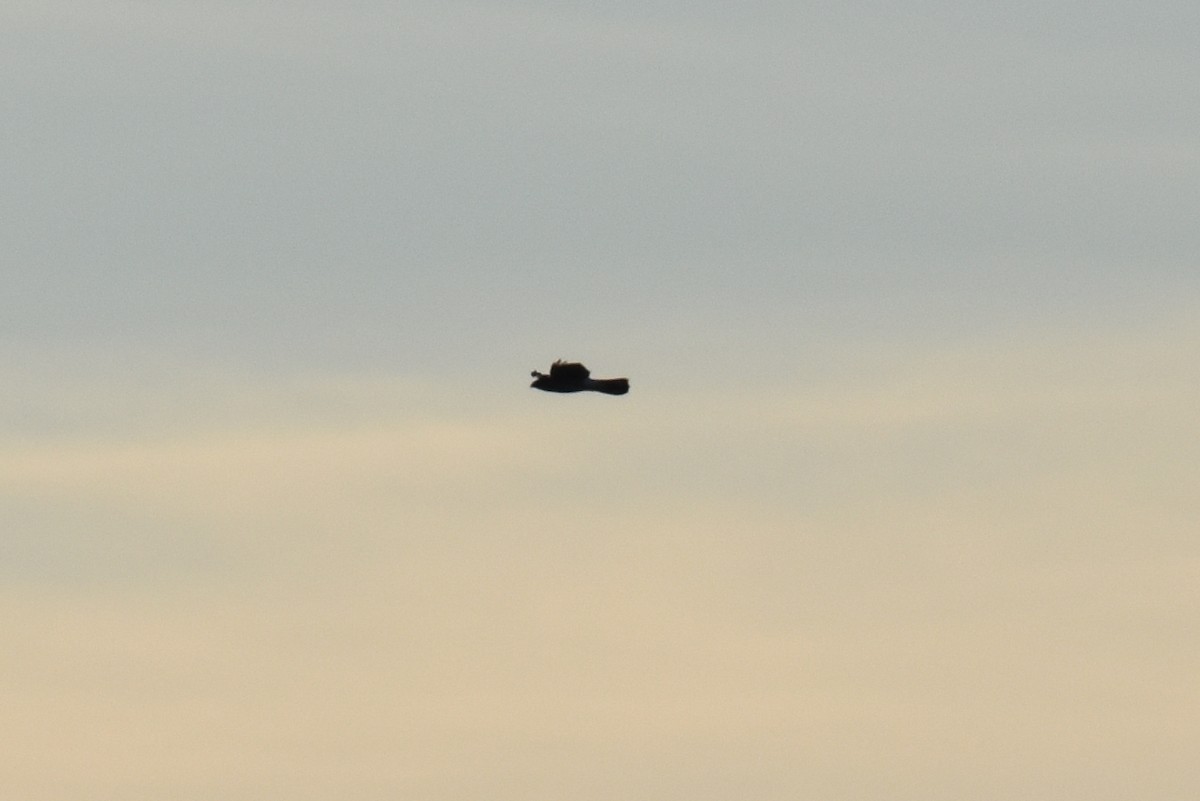 Sharp-shinned Hawk - ML646722580