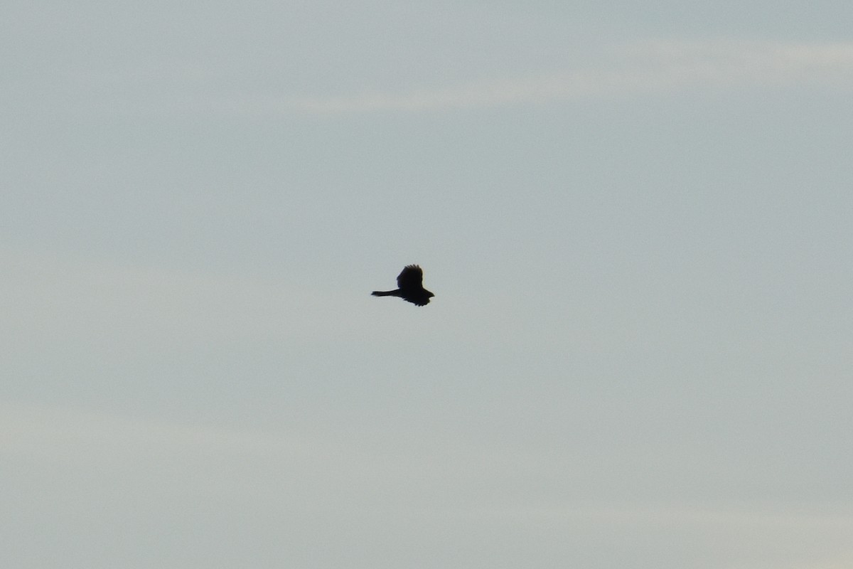 Sharp-shinned Hawk - ML646722581