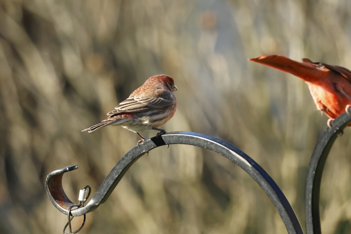 Hausgimpel - ML646722582