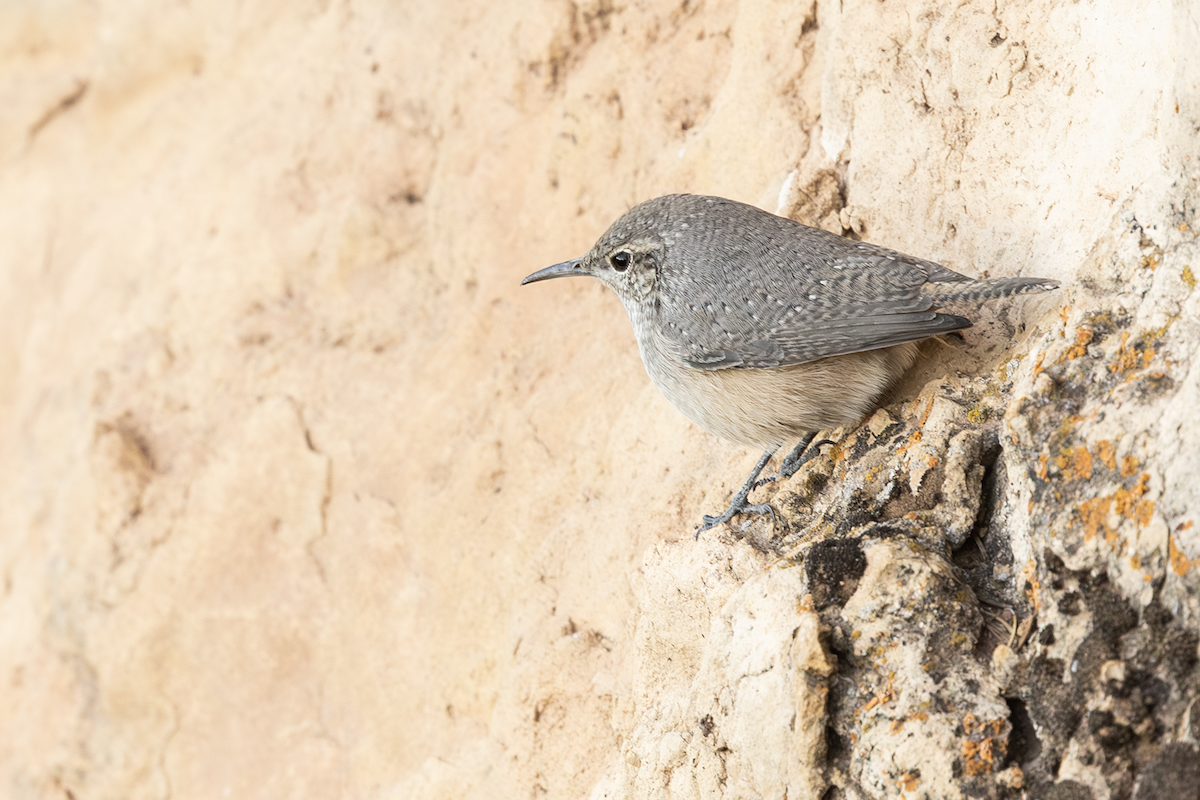 Скальный крапивник - ML646722584