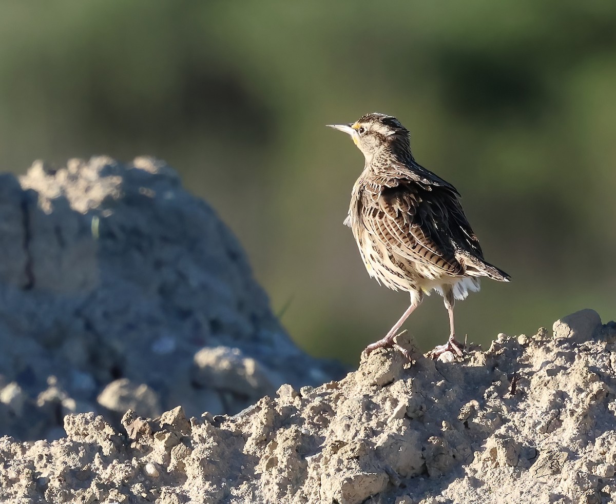 Western Meadowlark - ML646722585