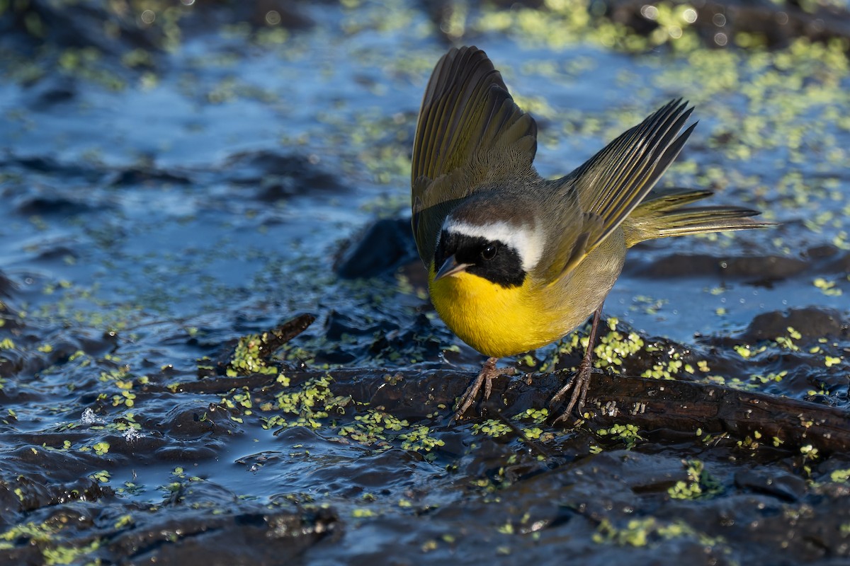 Common Yellowthroat - ML646722586