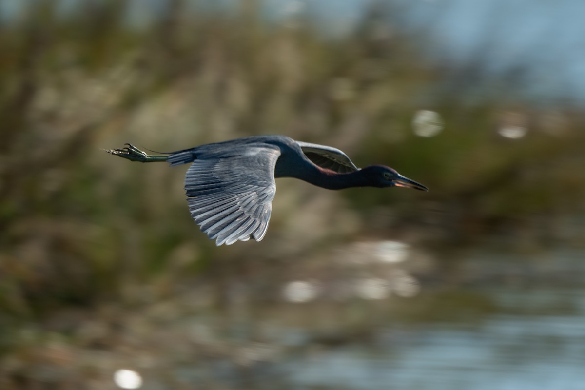 Little Blue Heron - ML646722587