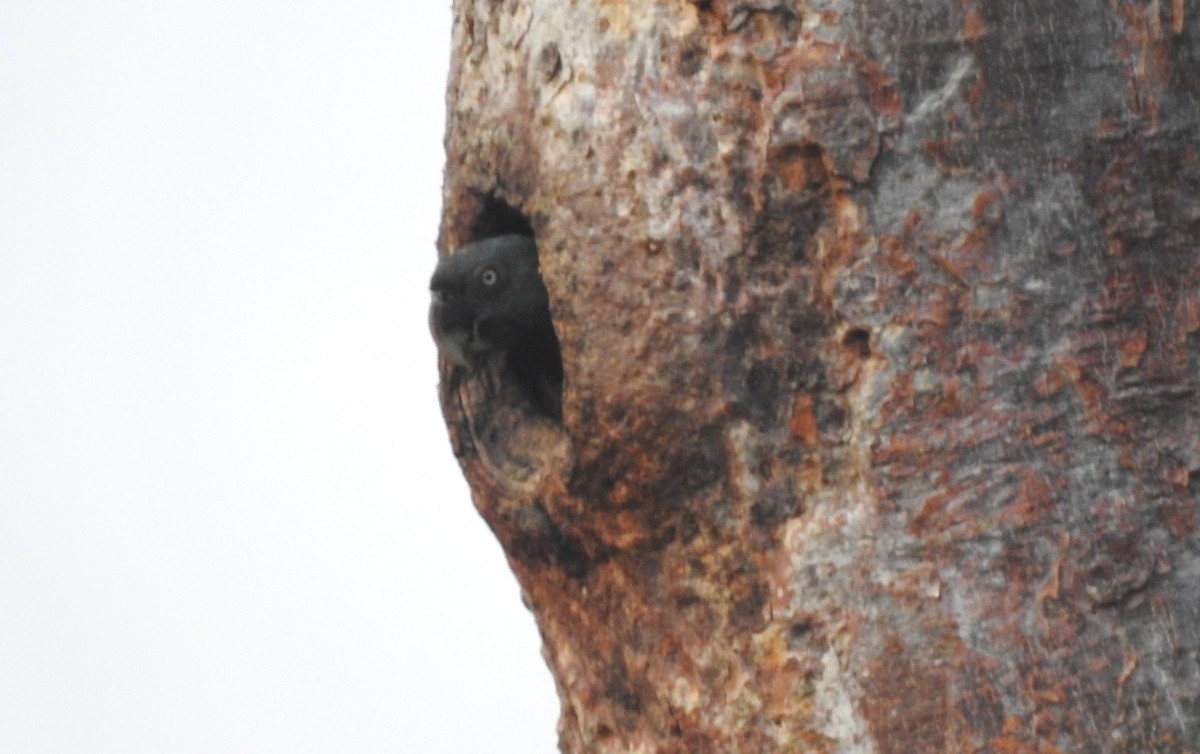 Blue-headed Macaw - ML646722588