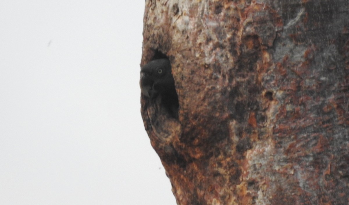 Blue-headed Macaw - ML646722589