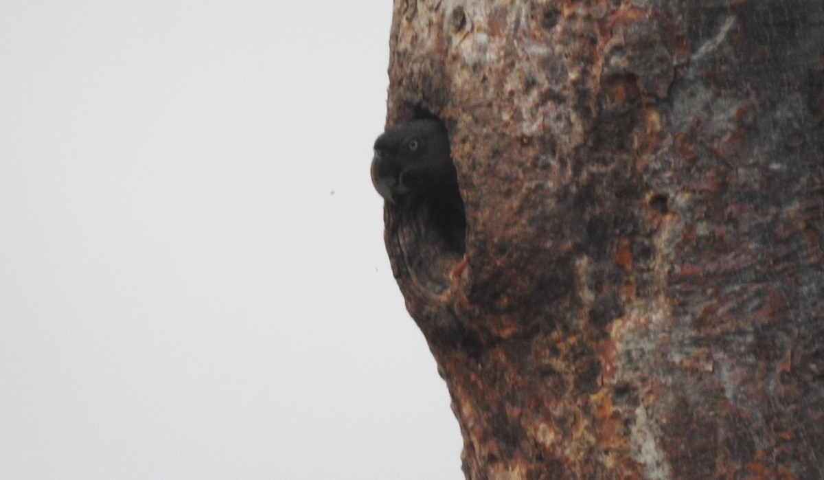 Blue-headed Macaw - ML646722590