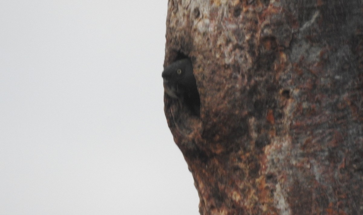 Blue-headed Macaw - ML646722591