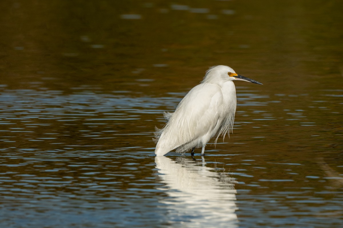 Snowy Egret - ML646722592