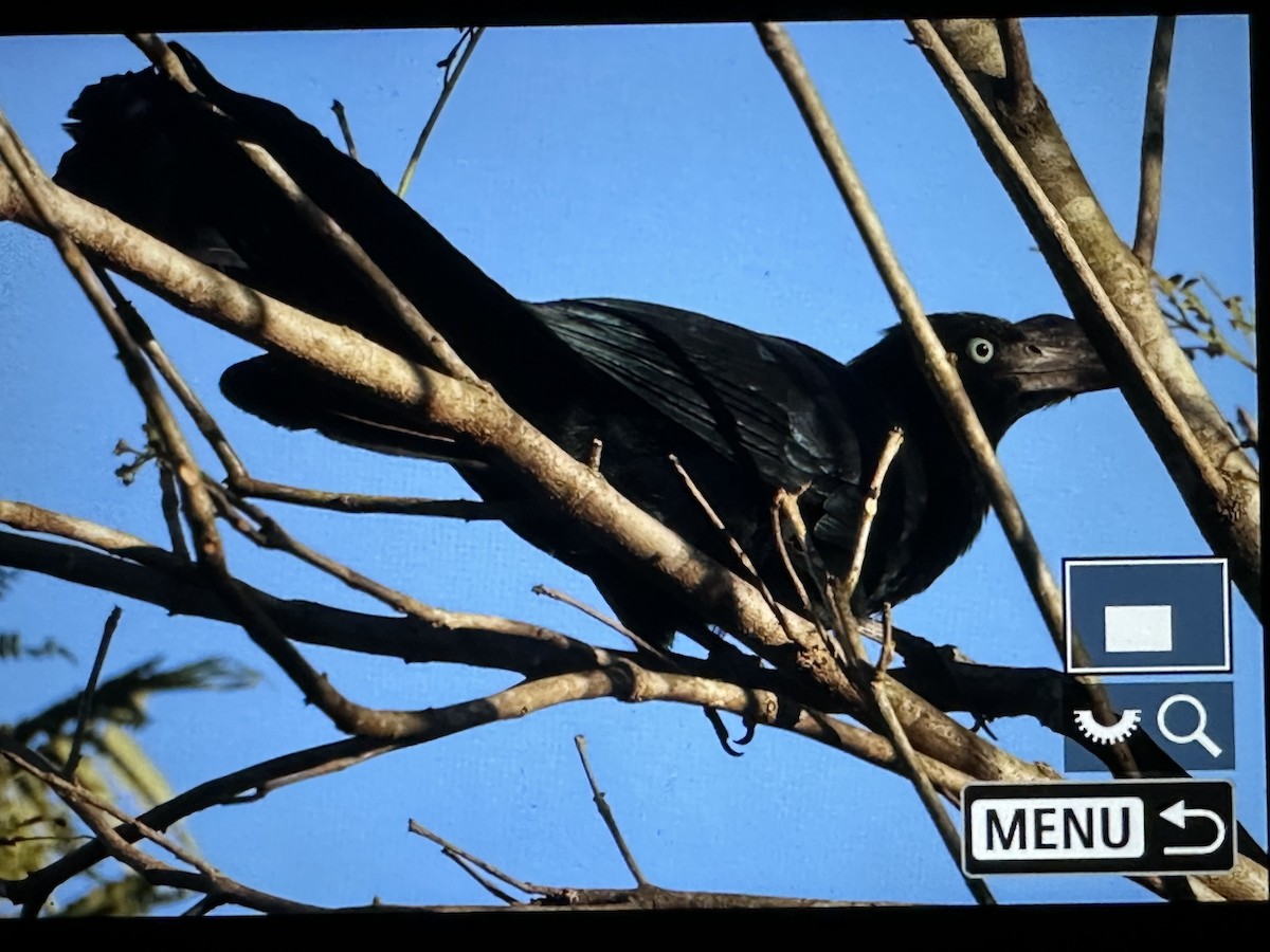 Greater Ani - ML646722593