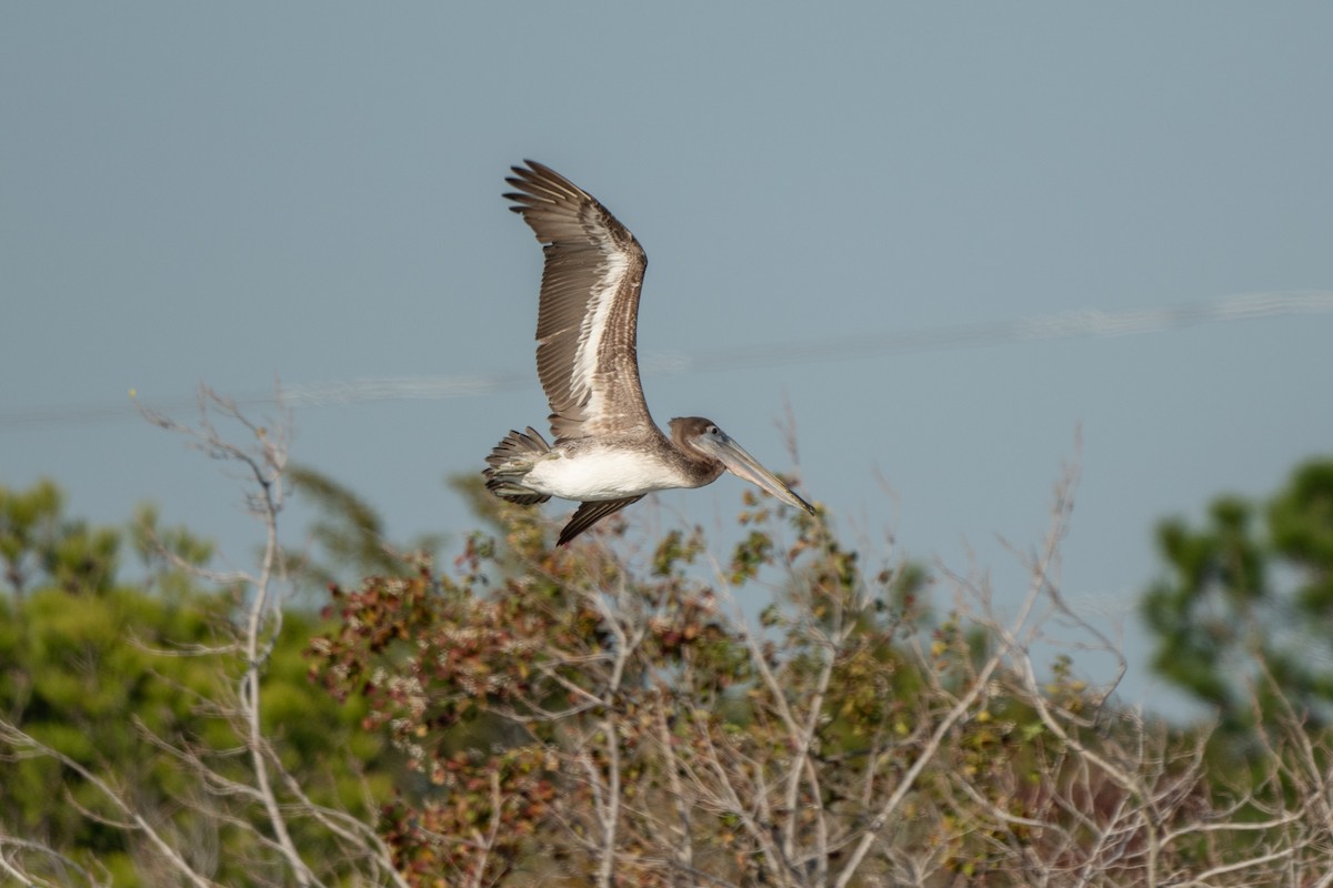 Brown Pelican - ML646722594