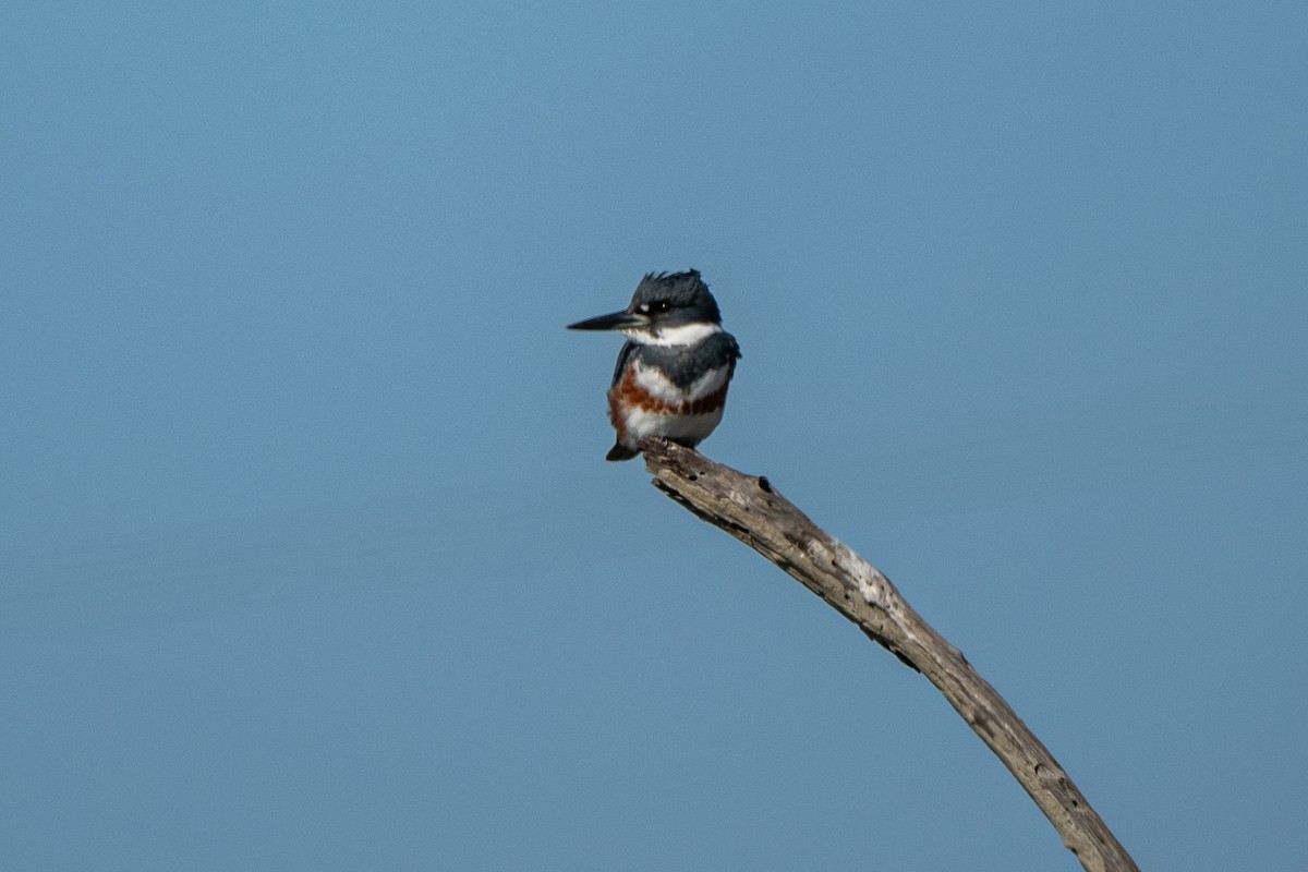 Belted Kingfisher - ML646722596