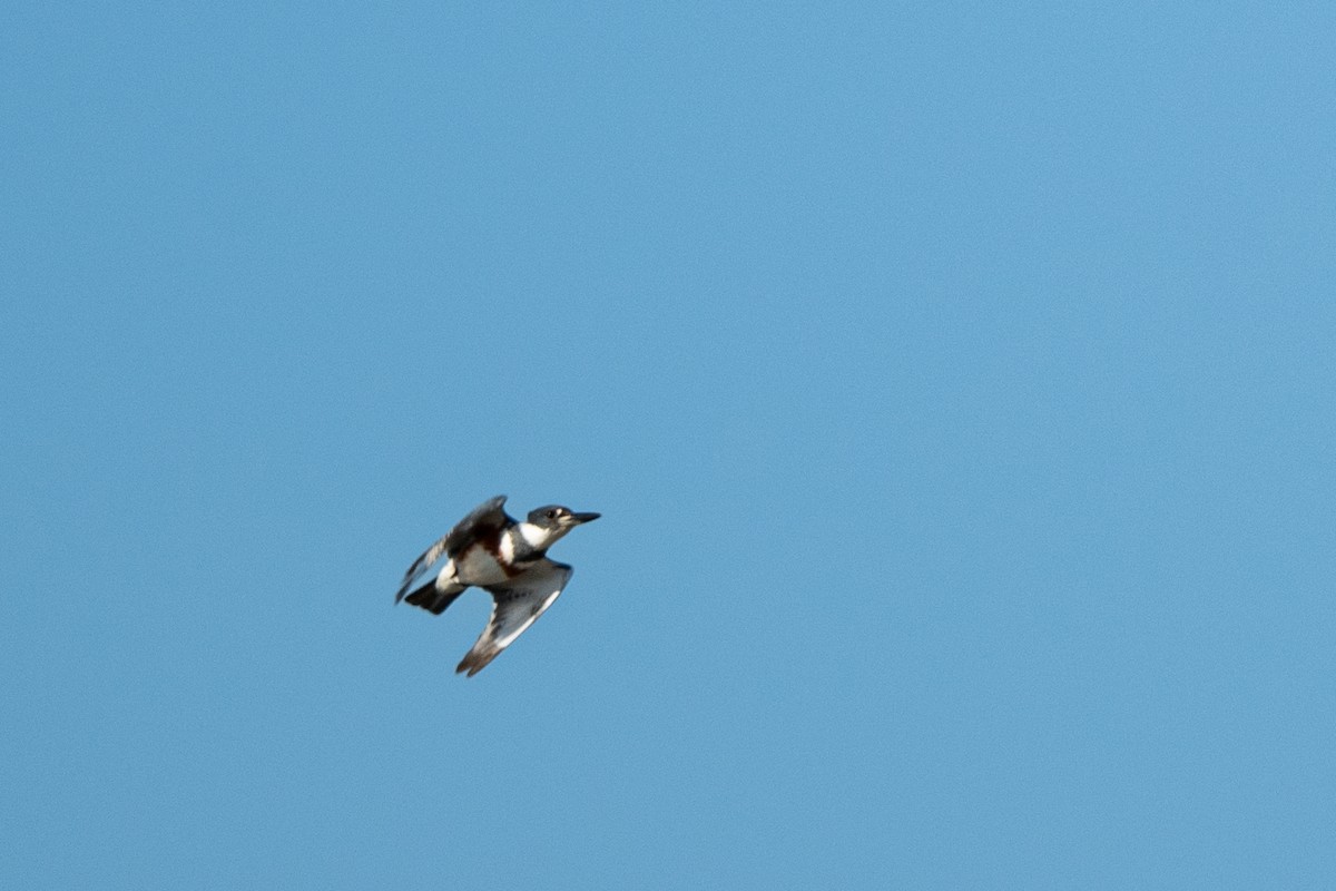 Belted Kingfisher - ML646722597