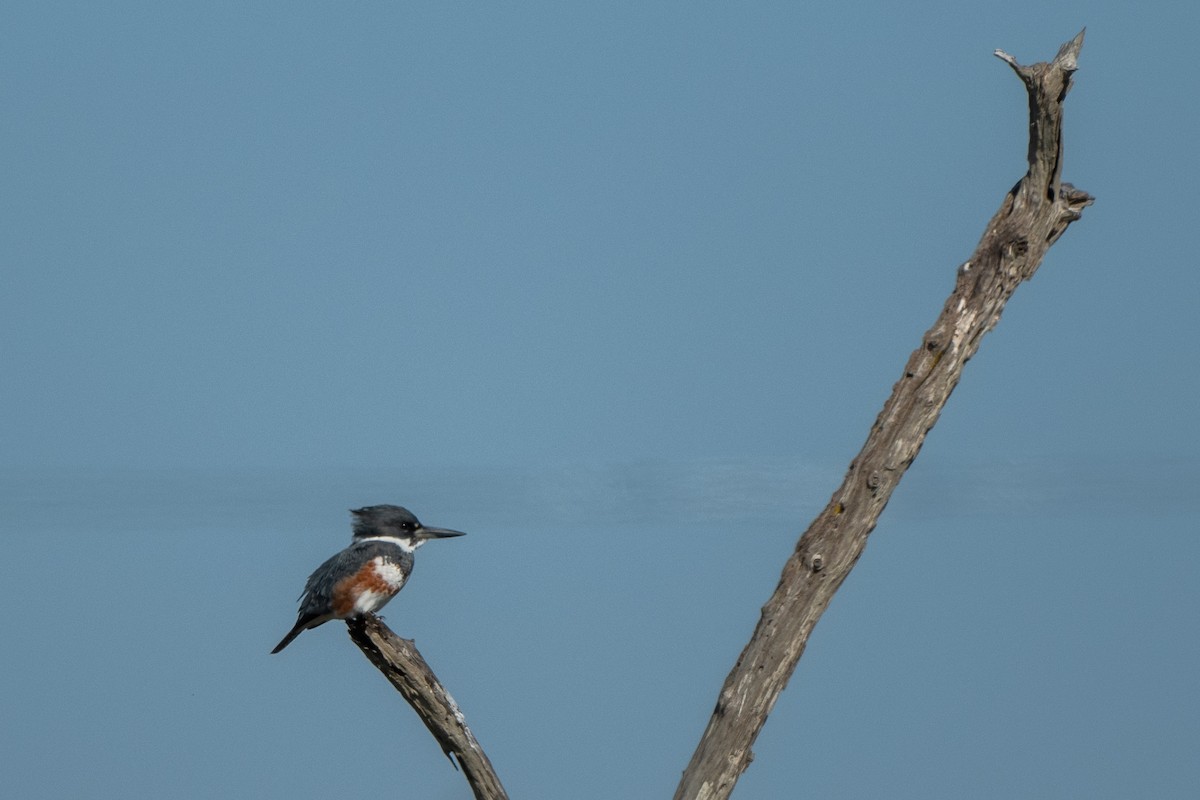 Belted Kingfisher - ML646722598