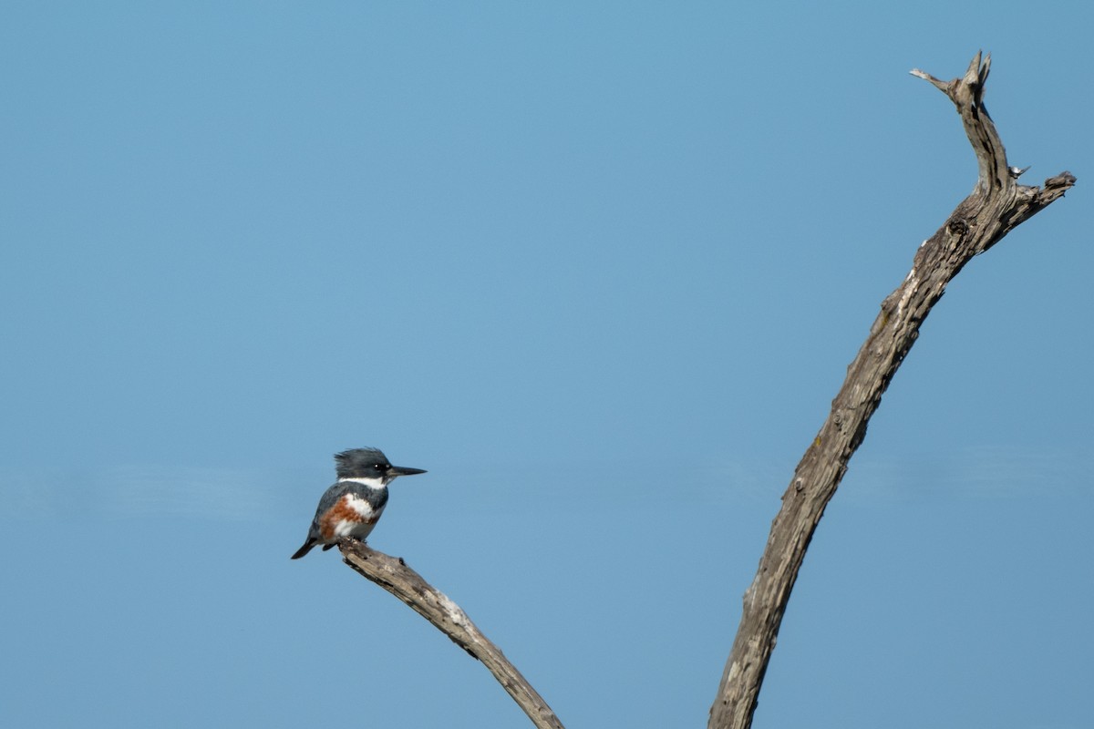 Belted Kingfisher - ML646722599