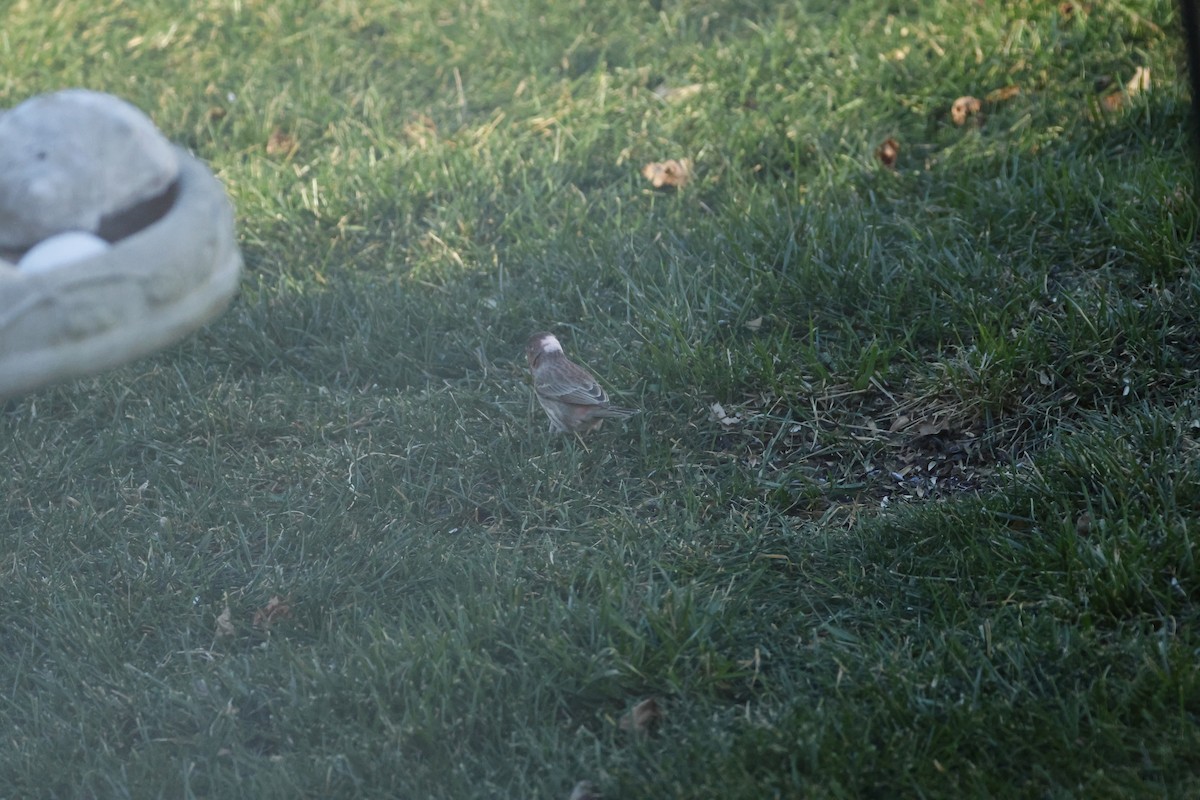 Hausgimpel - ML646722600