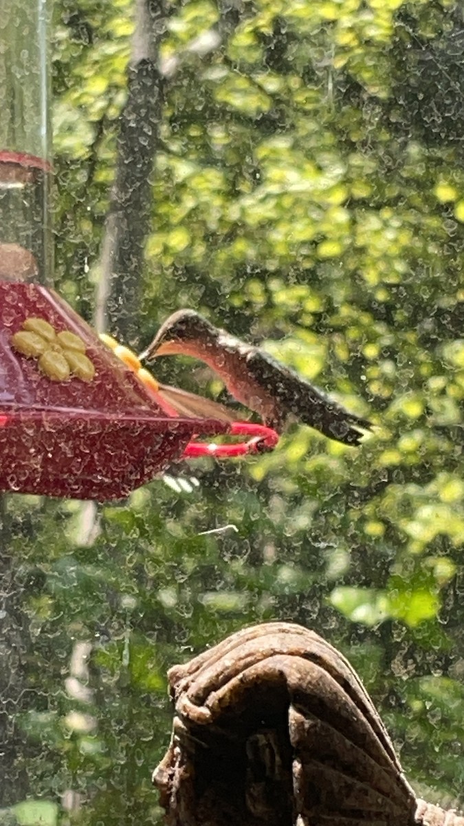Colibri à gorge rubis - ML646722602