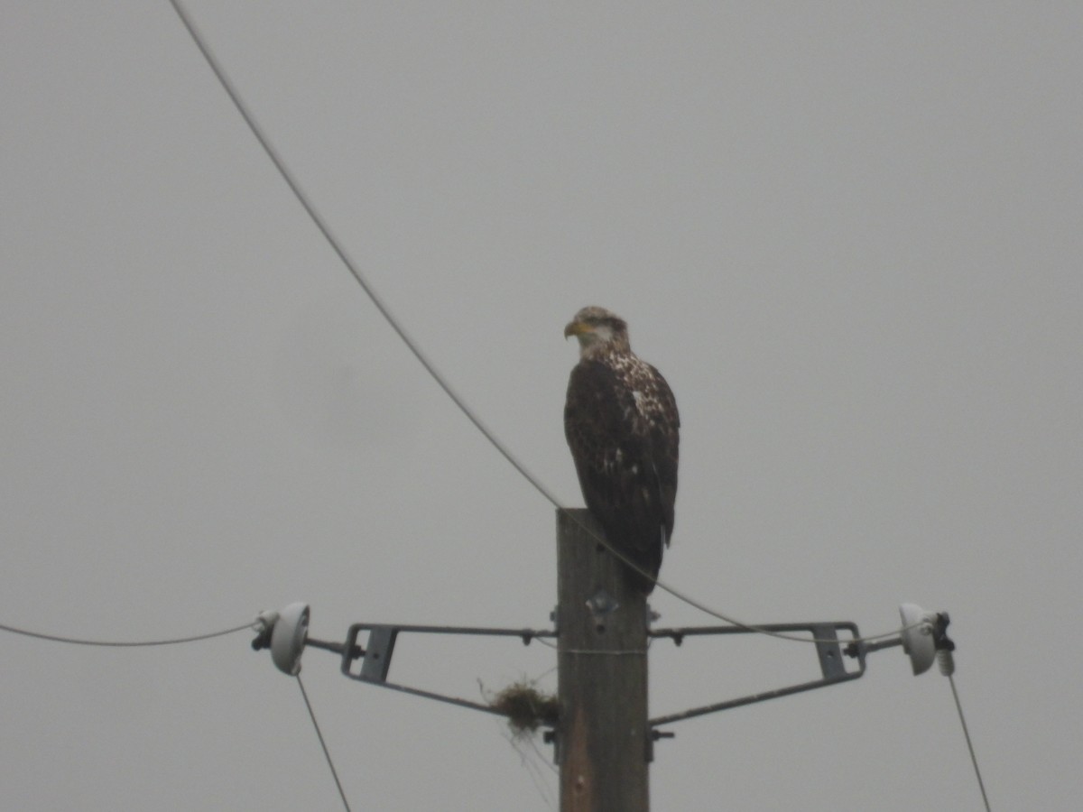 Weißkopf-Seeadler - ML646722603