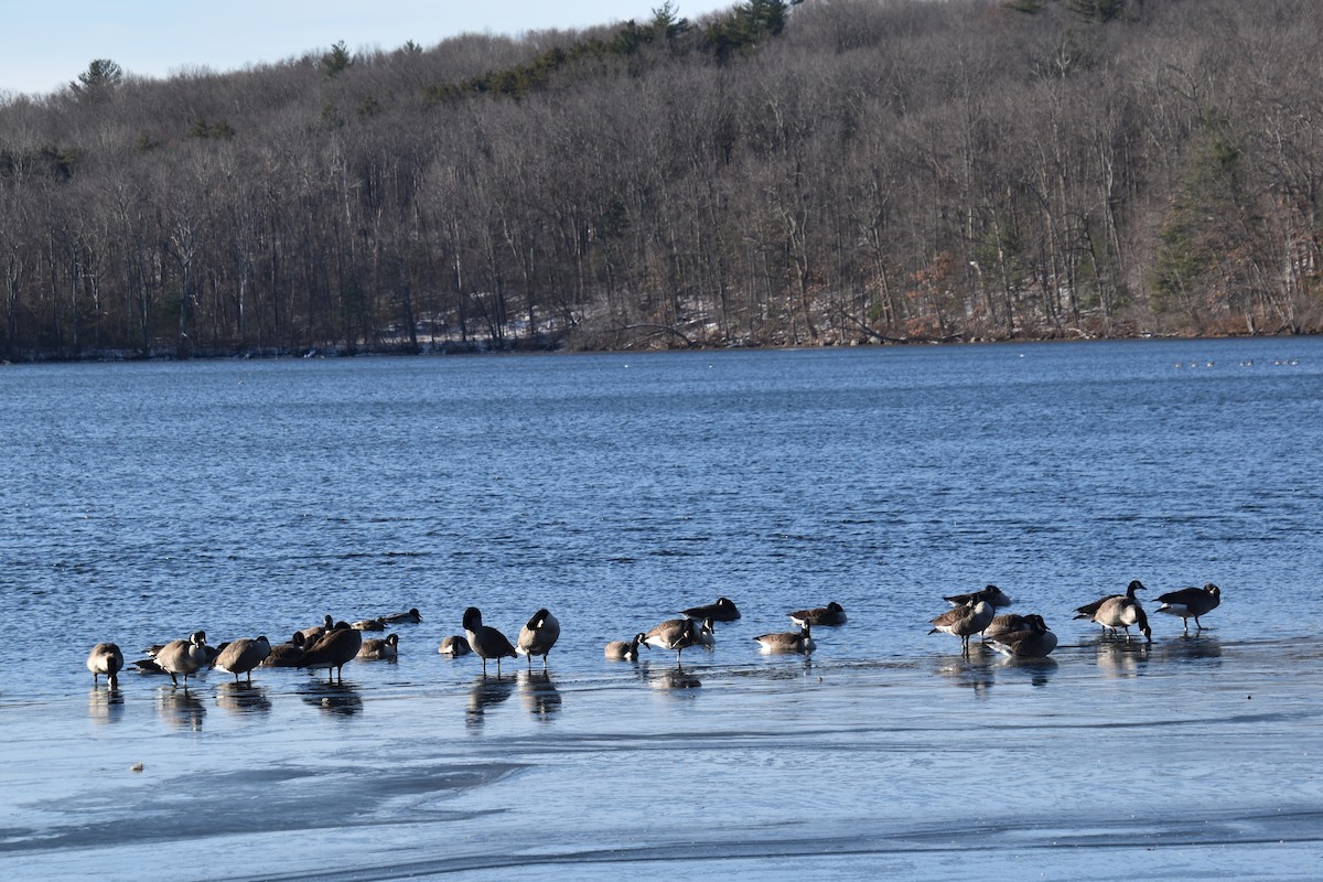 Canada Goose - ML646722604