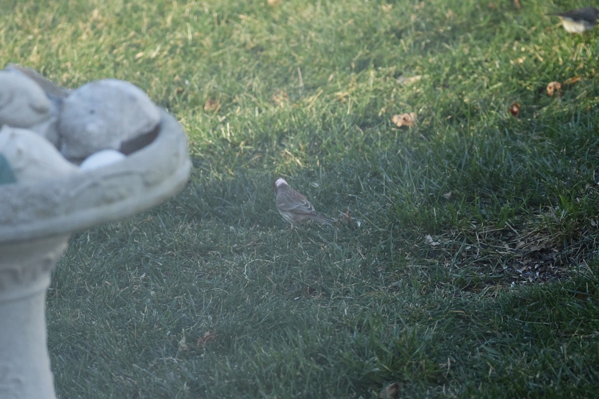 Hausgimpel - ML646722606