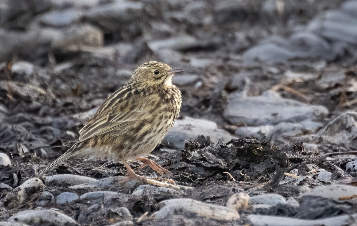 South Georgia Pipit - ML646722607