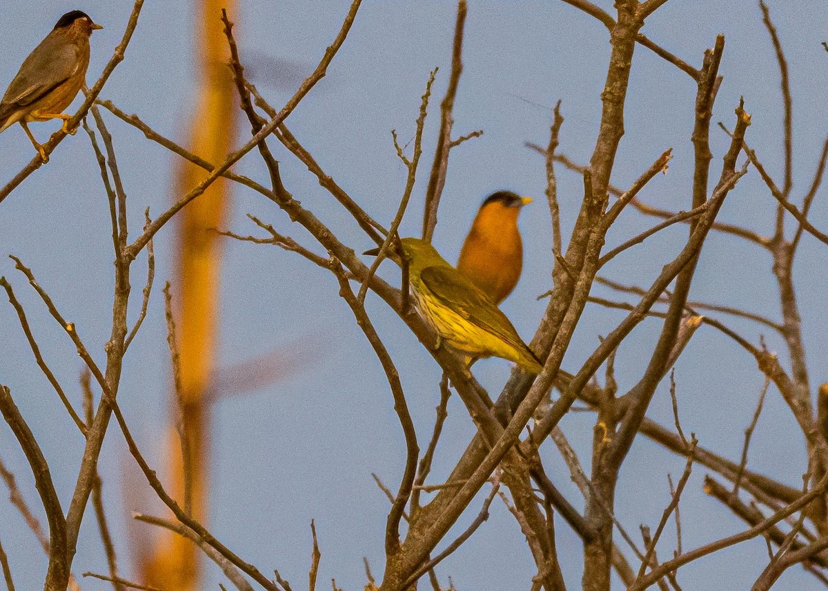 Indian Golden Oriole - ML646722608