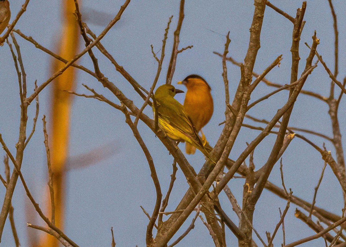 Indian Golden Oriole - ML646722609
