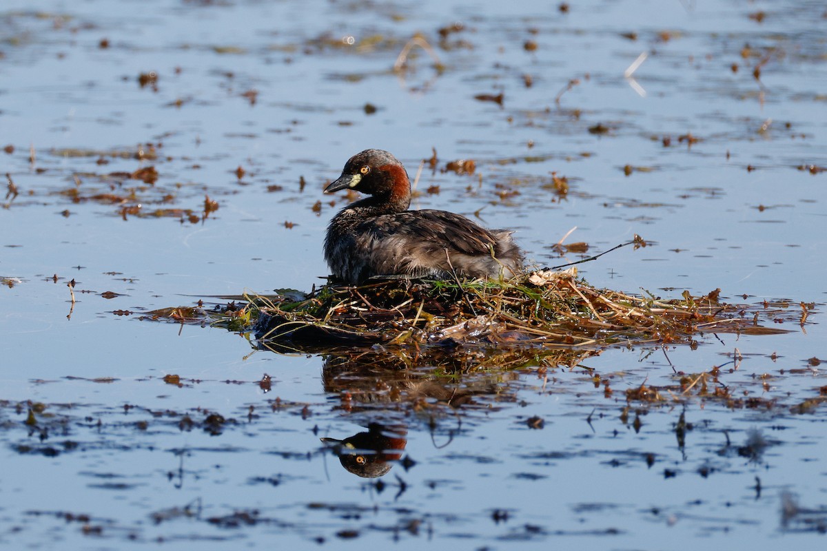 Australasian Grebe - ML646722610