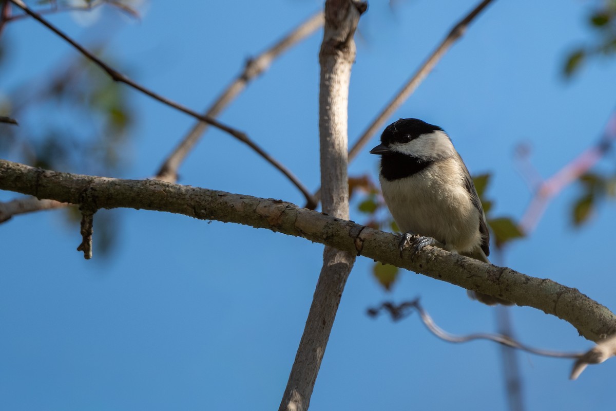 Carolina Chickadee - ML646722611