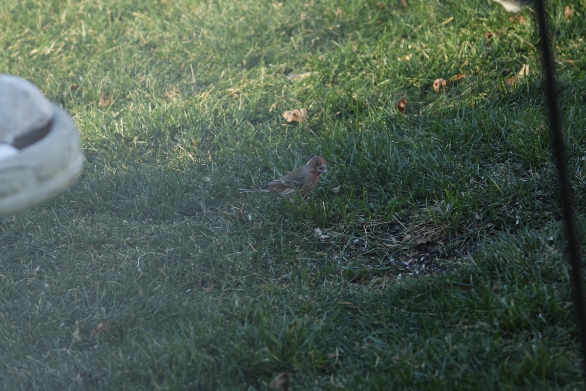 Hausgimpel - ML646722612